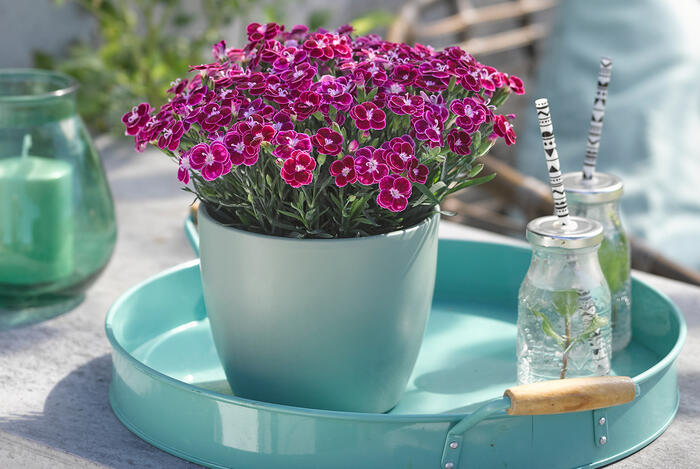 Hvozdík karafiát 'BFF Violet Passion' - Dianthus caryophyllus 'BFF Violet Passion'