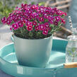 Hvozdík karafiát 'BFF Violet Passion' - Dianthus caryophyllus 'BFF Violet Passion'