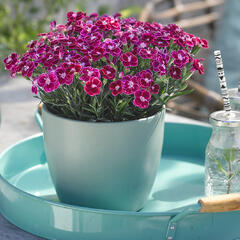 Hvozdík karafiát 'BFF Violet Passion' - Dianthus caryophyllus 'BFF Violet Passion'