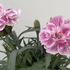 Dianthus caryophyllus 'SuperTrouper Diwali'.png