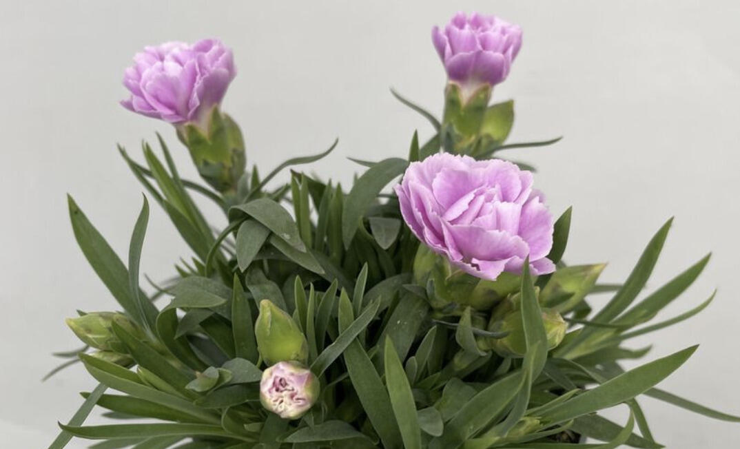 Hvozdík karafiát 'SuperTrouper Grace' - Dianthus caryophyllus 'SuperTrouper Grace'