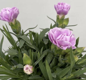 Hvozdík karafiát 'SuperTrouper Grace'