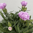 Dianthus caryophyllus 'SuperTrouper Grace'.png