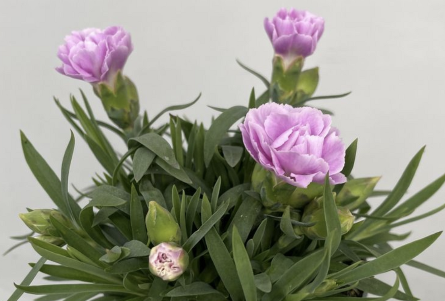 Hvozdík karafiát 'SuperTrouper Grace' - Dianthus caryophyllus 'SuperTrouper Grace'