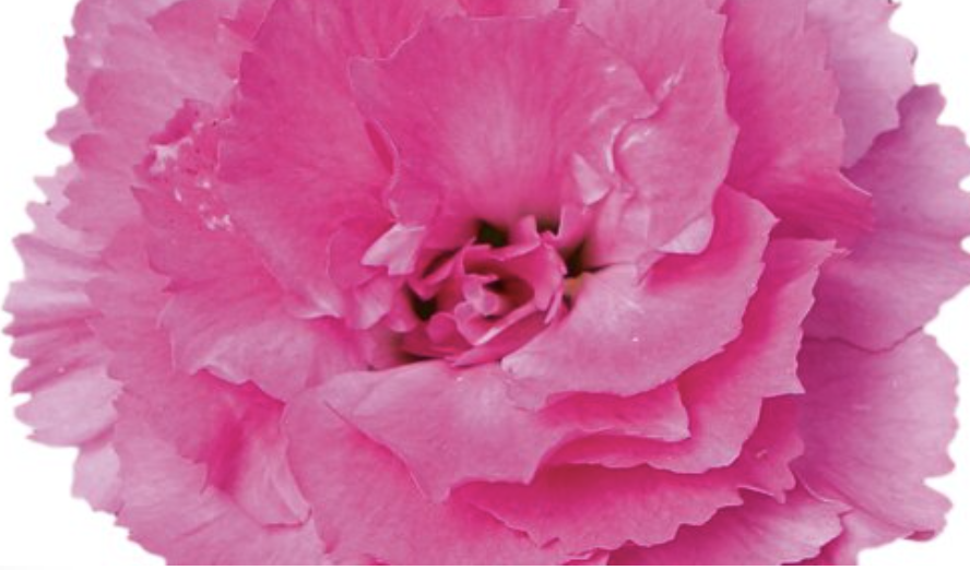 Hvozdík karafiát 'SuperTrouper Macy' - Dianthus caryophyllus 'SuperTrouper Macy'