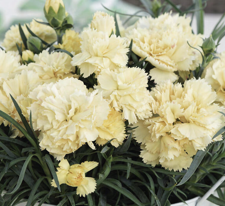 Hvozdík karafiát 'SuperTrouper Tilda' - Dianthus caryophyllus 'SuperTrouper Tilda'