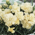 Dianthus caryophyllus 'SuperTrouper Tilda'.png