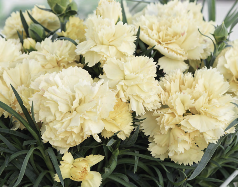 Hvozdík karafiát 'SuperTrouper Tilda' - Dianthus caryophyllus 'SuperTrouper Tilda'