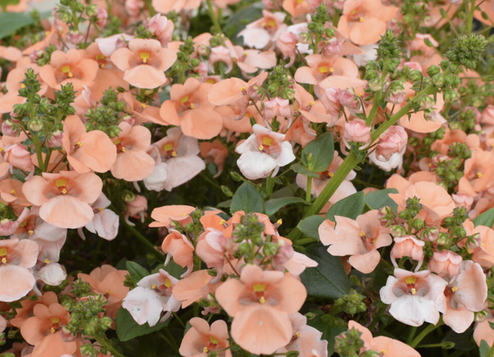Ostruhatka 'Elfjes XXL Salmon' - Diascia elegans 'Elfjes XXL Salmon'