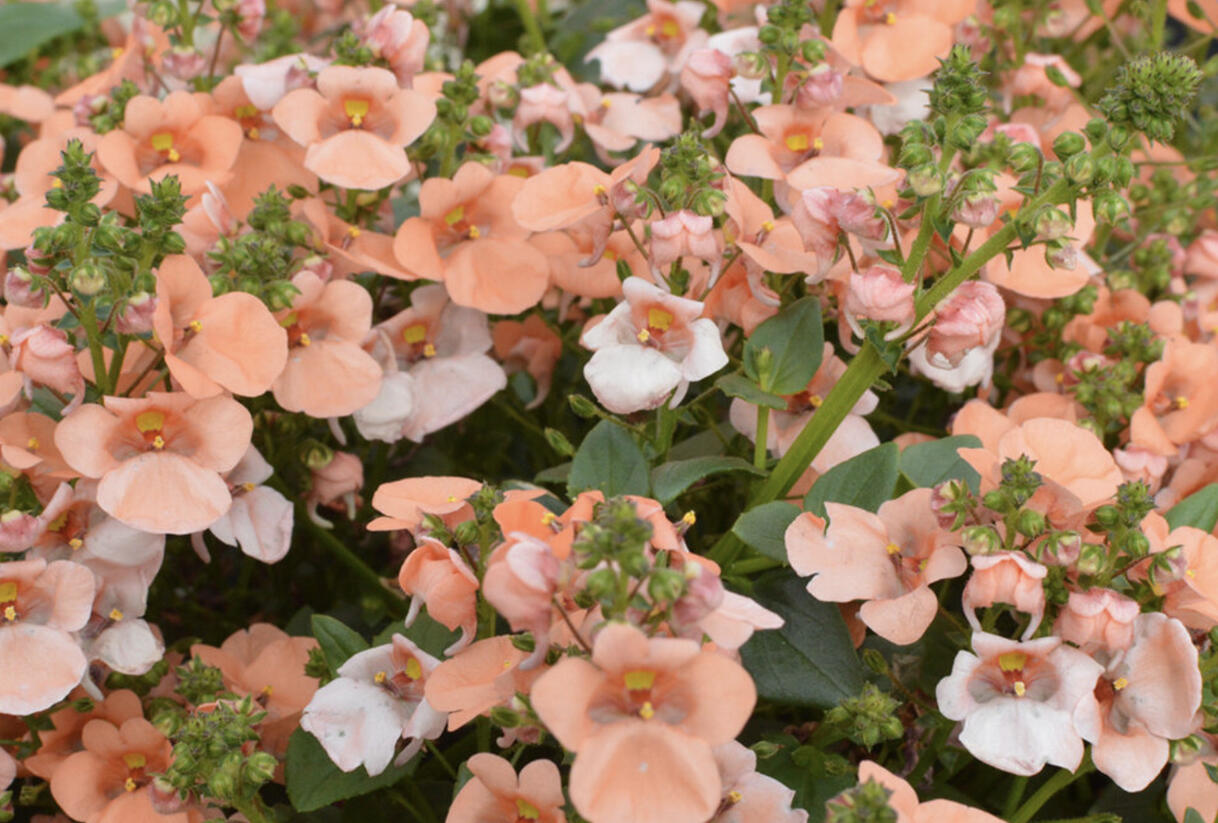 Ostruhatka 'Elfjes XXL Salmon' - Diascia elegans 'Elfjes XXL Salmon'