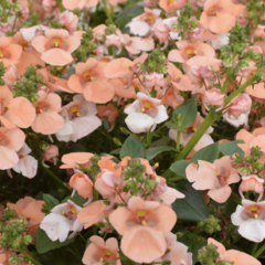 Ostruhatka 'Elfjes XXL Salmon' - Diascia elegans 'Elfjes XXL Salmon'