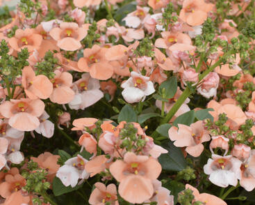 Ostruhatka 'Elfjes XXL Salmon'