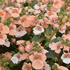 Diascia elegans 'Elfjes XXL Salmon'.png