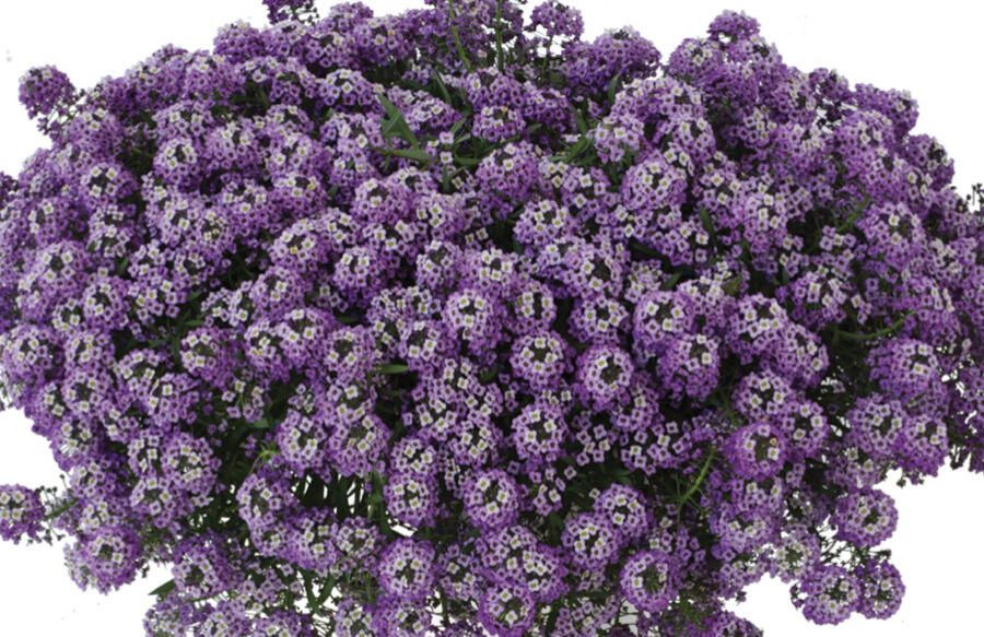 Tařicovka přímořská 'Stream Lavender' - Lobularia maritima 'Stream Lavender'