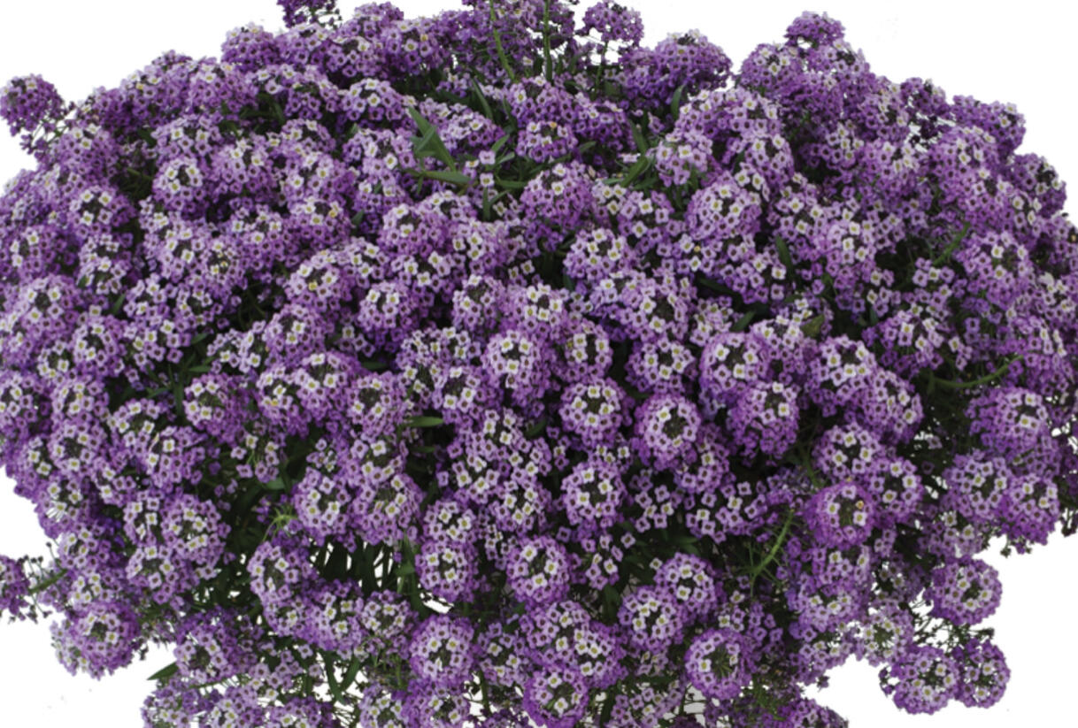 Tařicovka přímořská 'Stream Lavender' - Lobularia maritima 'Stream Lavender'