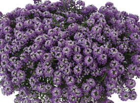 Tařicovka přímořská 'Stream Lavender' - Lobularia maritima 'Stream Lavender'