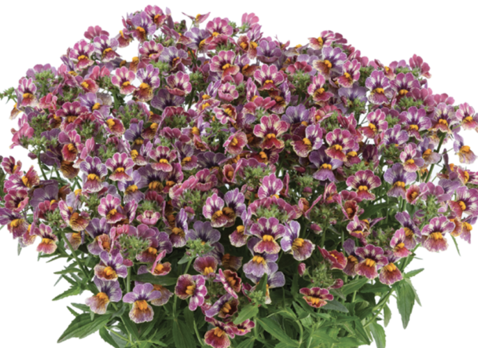 Hledíkovka 'Nesia Tutti Frutti' - Nemesia hybrida 'Nesia Tutti Frutti'