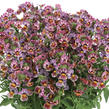 Hledíkovka 'Nesia Tutti Frutti' - Nemesia hybrida 'Nesia Tutti Frutti'
