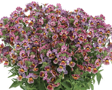 Hledíkovka 'Nesia Tutti Frutti'