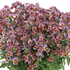 Nemesia hybrida 'Nesia Tutti Frutti'.png