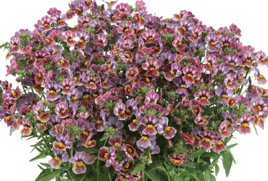 Hledíkovka 'Nesia Tutti Frutti' - Nemesia hybrida 'Nesia Tutti Frutti'