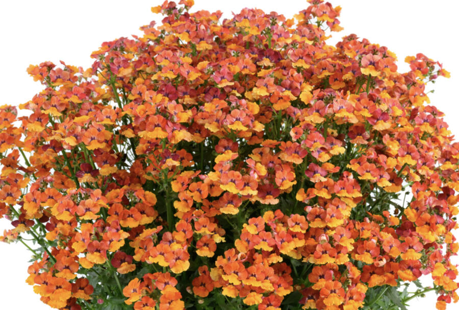 Hledíkovka 'Nesia Tangerine' - Nemesia hybrida 'Nesia Tangerine'