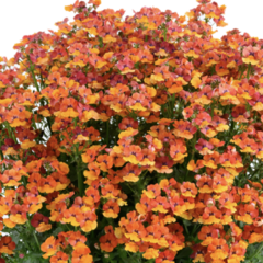 Hledíkovka 'Nesia Tangerine' - Nemesia hybrida 'Nesia Tangerine'