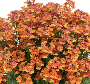 Hledíkovka 'Nesia Tangerine'