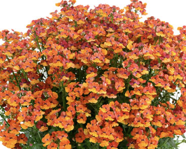 Hledíkovka 'Nesia Tangerine'