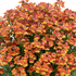 Nemesia hybrida 'Nesia Tangerine'.png