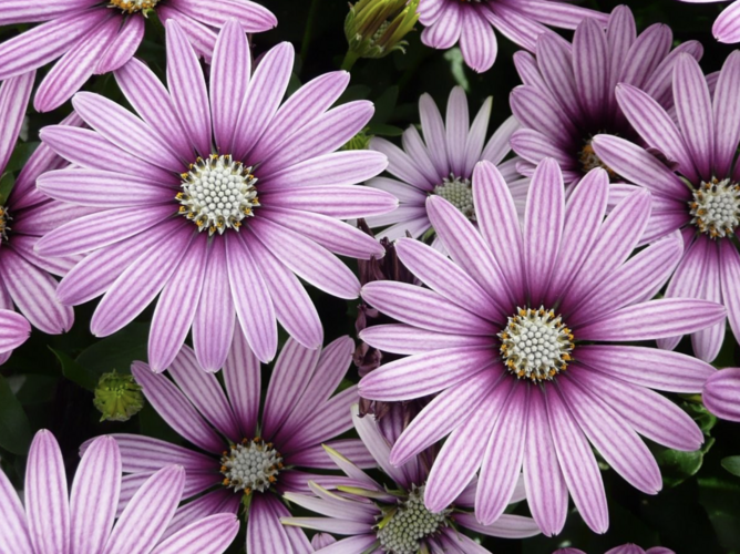 Dvoutvárka 'Cape Daisy Eye Catcher Purple' - Osteospermum ecklonis 'Cape Daisy Eye Catcher Purple'