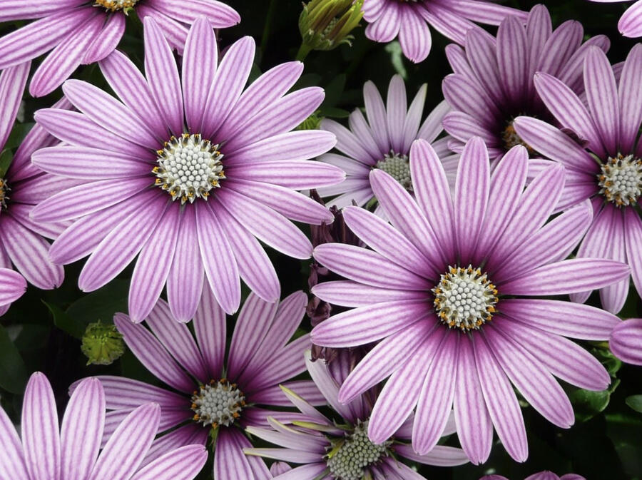 Dvoutvárka 'Cape Daisy Eye Catcher Purple' - Osteospermum ecklonis 'Cape Daisy Eye Catcher Purple'