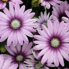 Dvoutvárka 'Cape Daisy Eye Catcher Purple' - Osteospermum ecklonis 'Cape Daisy Eye Catcher Purple'