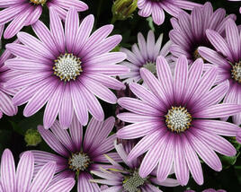 Dvoutvárka 'Cape Daisy Eye Catcher Purple'