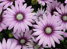Dvoutvárka 'Cape Daisy Eye Catcher Purple' - Osteospermum ecklonis 'Cape Daisy Eye Catcher Purple'
