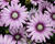 Dvoutvárka 'Cape Daisy Eye Catcher Purple'