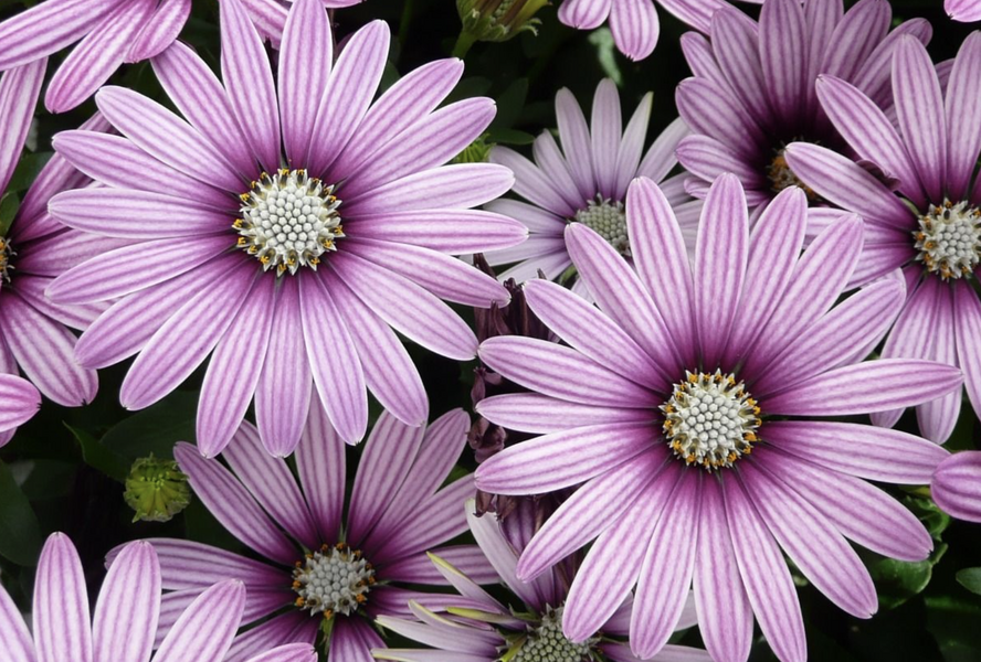 Dvoutvárka 'Cape Daisy Eye Catcher Purple' - Osteospermum ecklonis 'Cape Daisy Eye Catcher Purple'