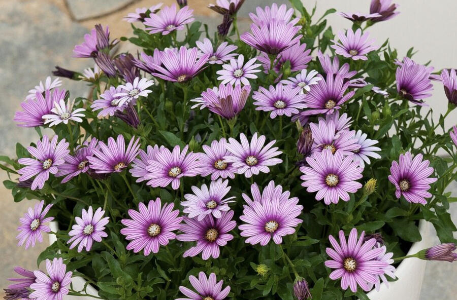 Dvoutvárka 'Cape Daisy Eye Catcher Purple' - Osteospermum ecklonis 'Cape Daisy Eye Catcher Purple'