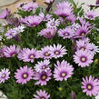Dvoutvárka 'Cape Daisy Eye Catcher Purple' - Osteospermum ecklonis 'Cape Daisy Eye Catcher Purple'