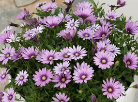 Dvoutvárka 'Cape Daisy Eye Catcher Purple' - Osteospermum ecklonis 'Cape Daisy Eye Catcher Purple'