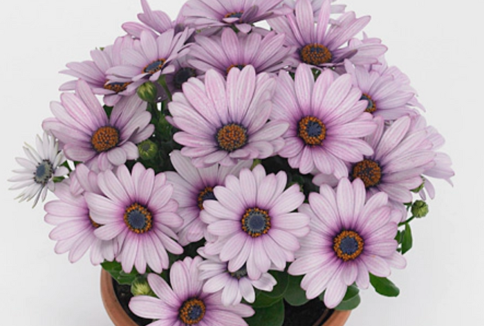 Dvoutvárka 'Cape Daisy Purple Illumination' - Osteospermum ecklonis 'Cape Daisy Purple Illumination'