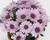 Dvoutvárka 'Cape Daisy Purple Illumination'