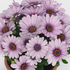 Osteospermum ecklonis 'Cape Daisy Purple Illumination'.png