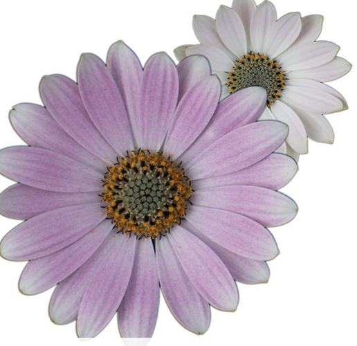 Dvoutvárka 'Cape Daisy Softly Pink' - Osteospermum ecklonis 'Cape Daisy Softly Pink'