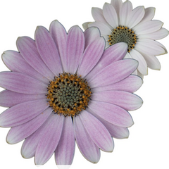 Dvoutvárka 'Cape Daisy Softly Pink' - Osteospermum ecklonis 'Cape Daisy Softly Pink'
