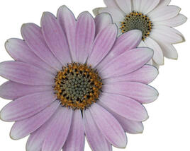 Dvoutvárka 'Cape Daisy Softly Pink'