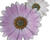 Dvoutvárka 'Cape Daisy Softly Pink'
