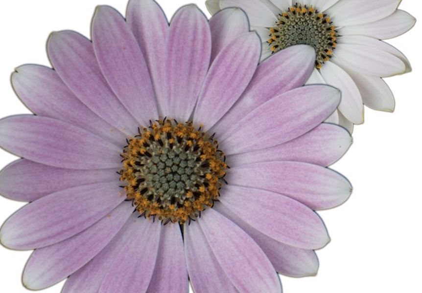 Dvoutvárka 'Cape Daisy Softly Pink' - Osteospermum ecklonis 'Cape Daisy Softly Pink'