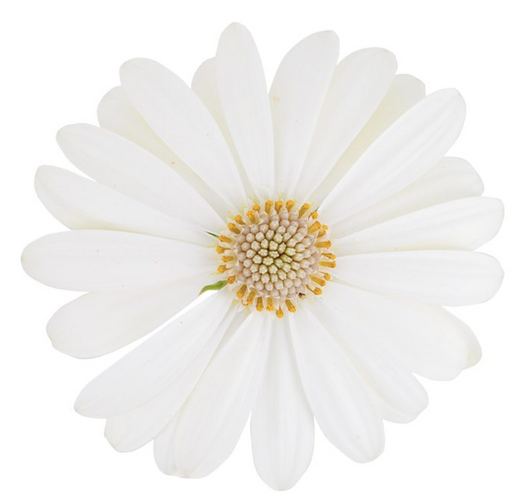 Dvoutvárka 'Cape Daisy Ivory' - Osteospermum ecklonis 'Cape Daisy Ivory'
