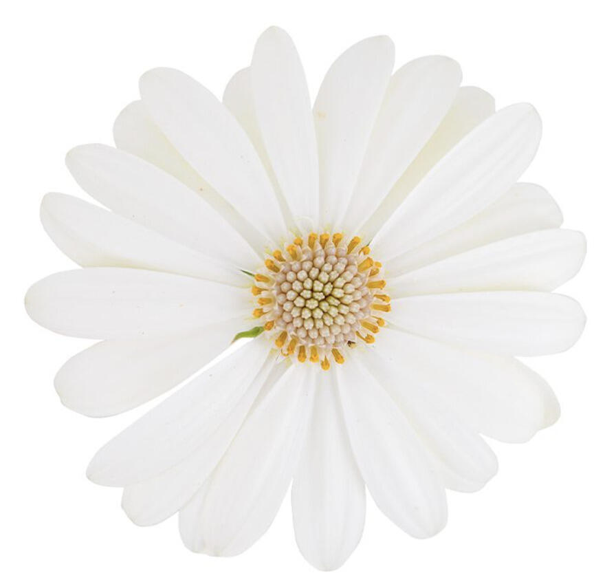Dvoutvárka 'Cape Daisy Ivory' - Osteospermum ecklonis 'Cape Daisy Ivory'